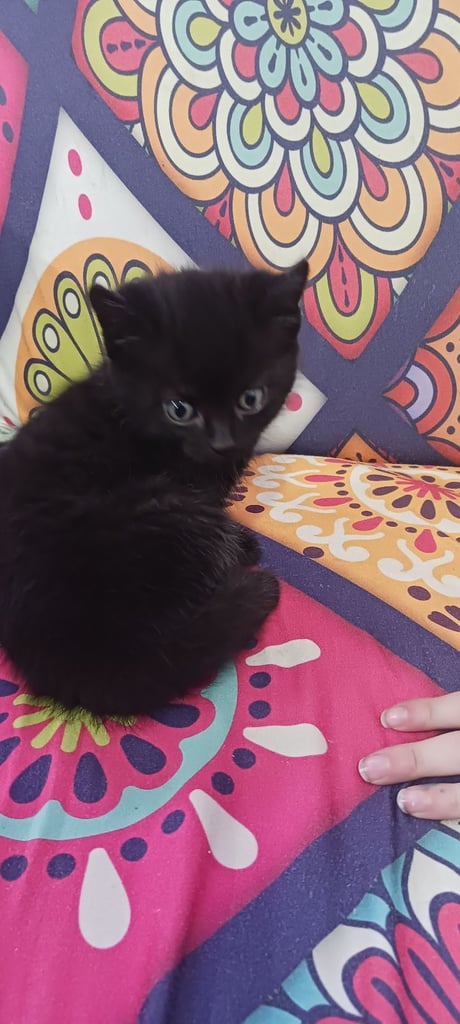 image for Fluffy kittens