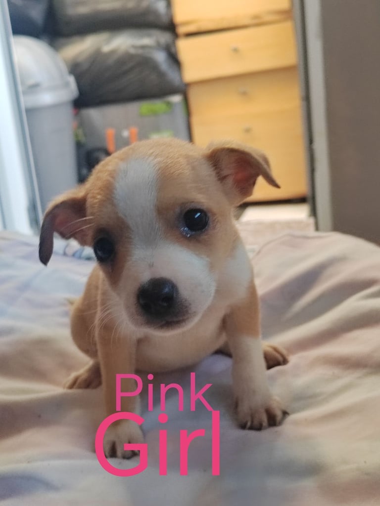 dog jack russells