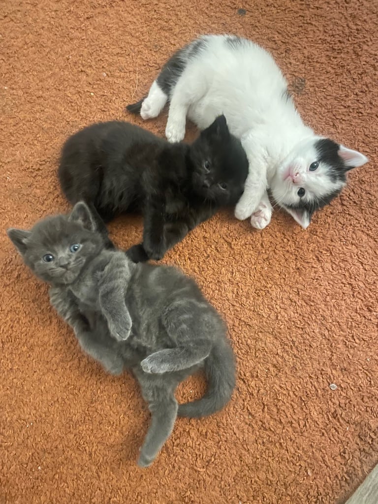 image for 4 gorgeous kittens ready 13th of November 