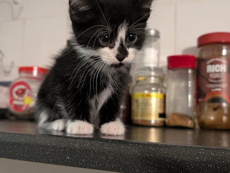11 week kitten 