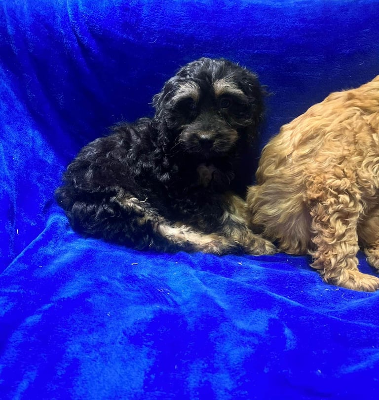 Cockapoo puppy's 