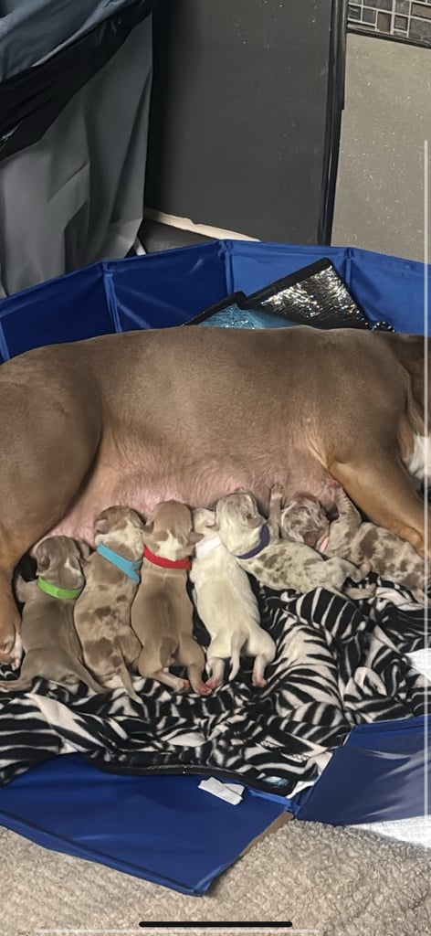 AMERICAN POCKET BULLYS