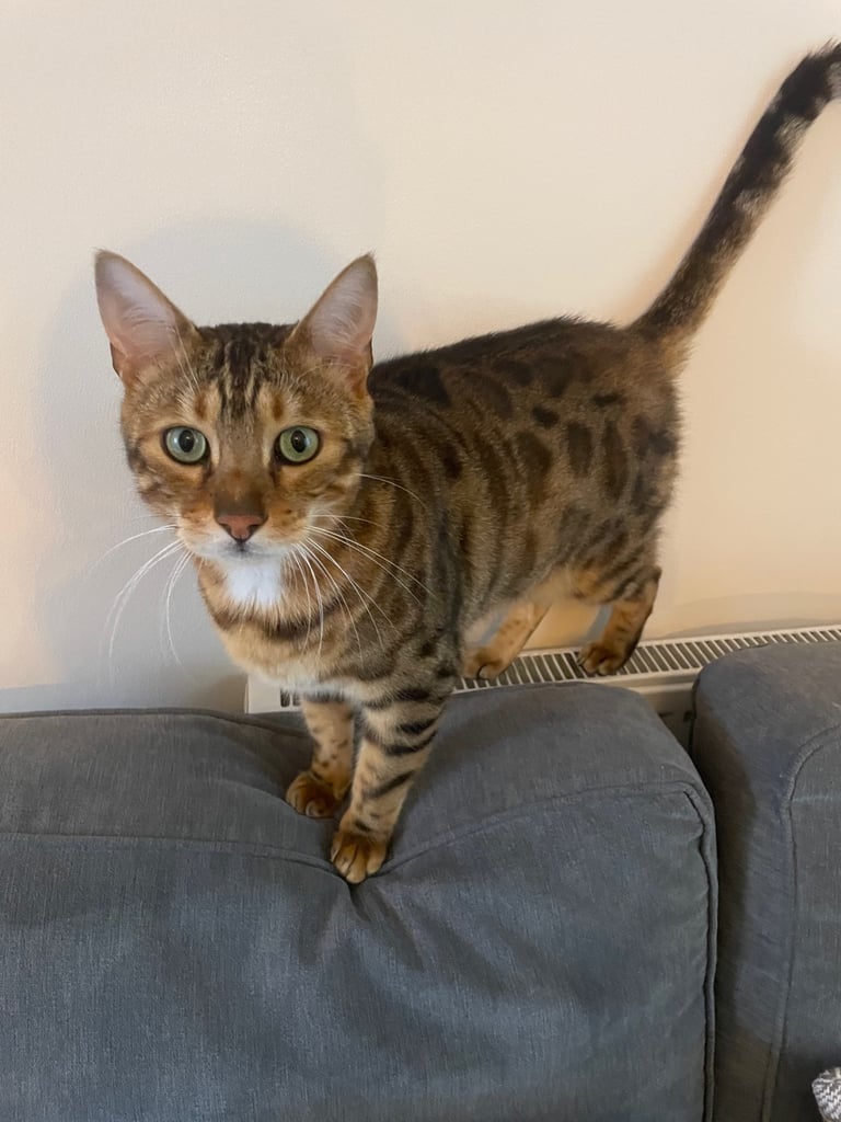 Beautiful male bengal 