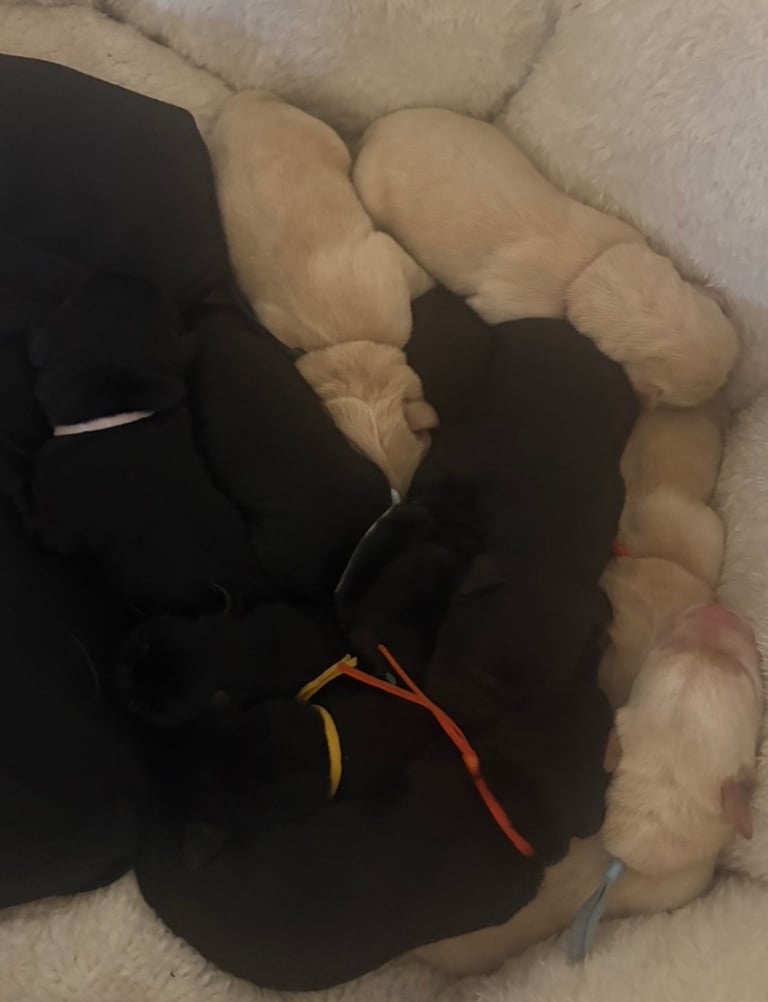 Labrador puppies 🐶