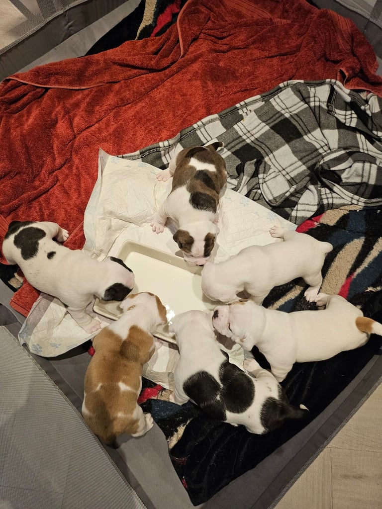 British Bulldog Staff cross (Old Tyme Bulldog)