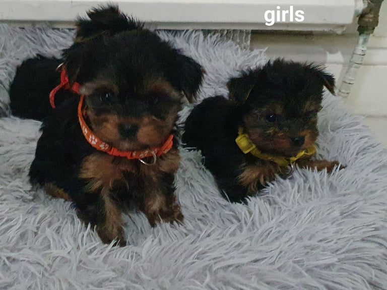 Yorkshire terrier puppies 