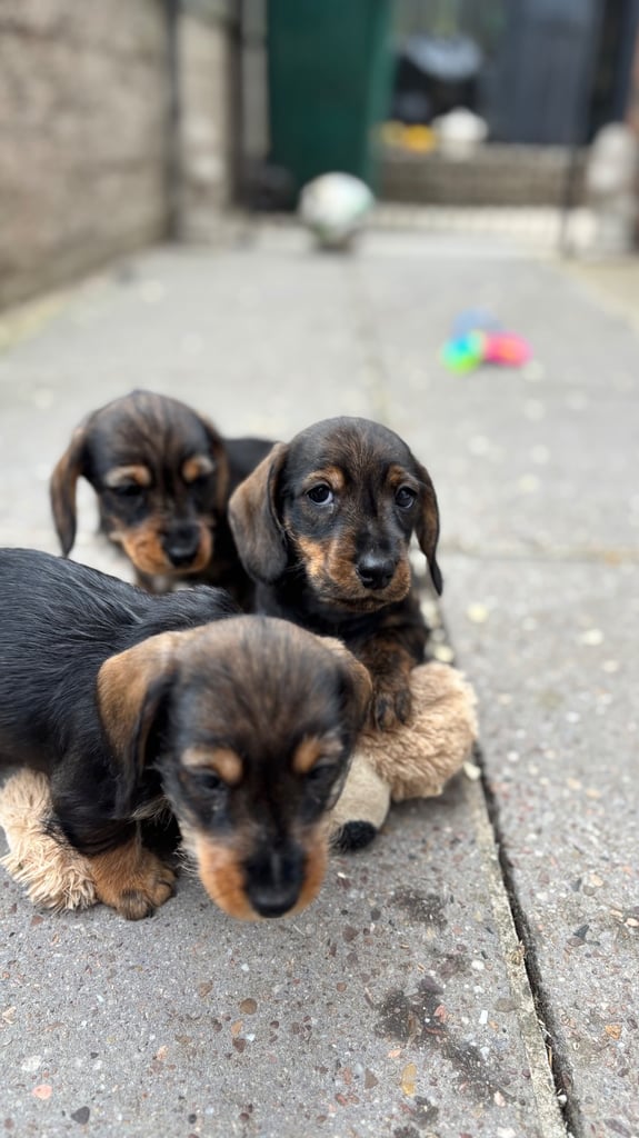 READY READY READY Adorable dachshund puppies