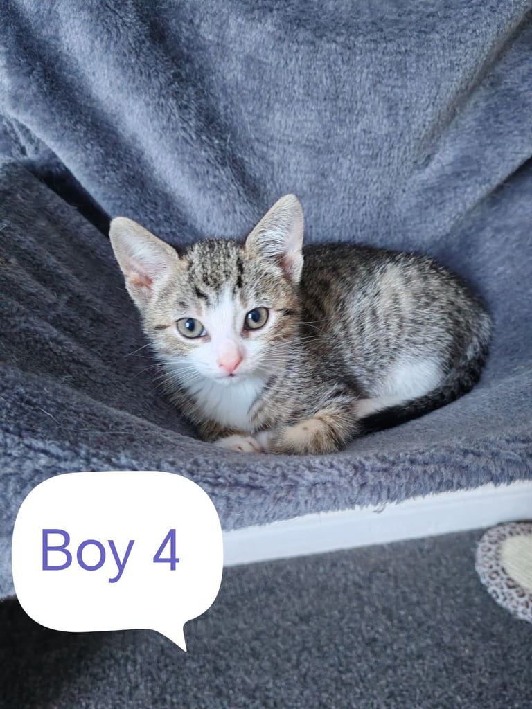 5 beautiful Kittens looking for their forever home 