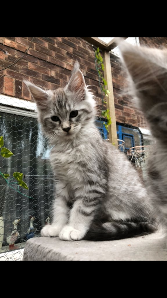 Maine coon kittens ready now