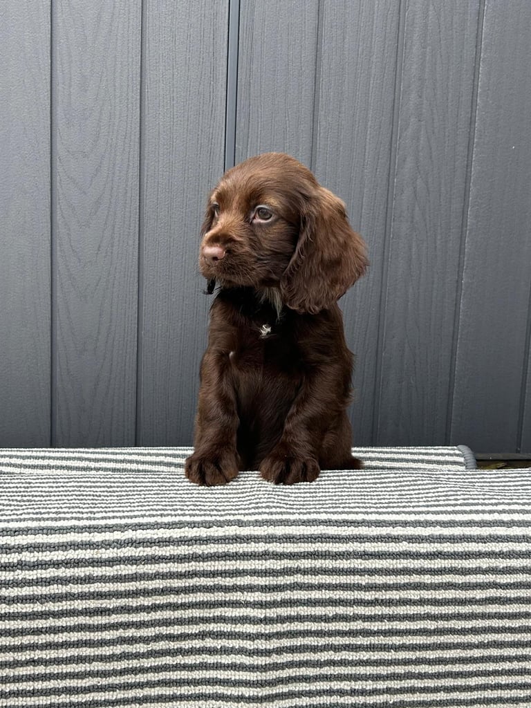 Cockapoo puppies 