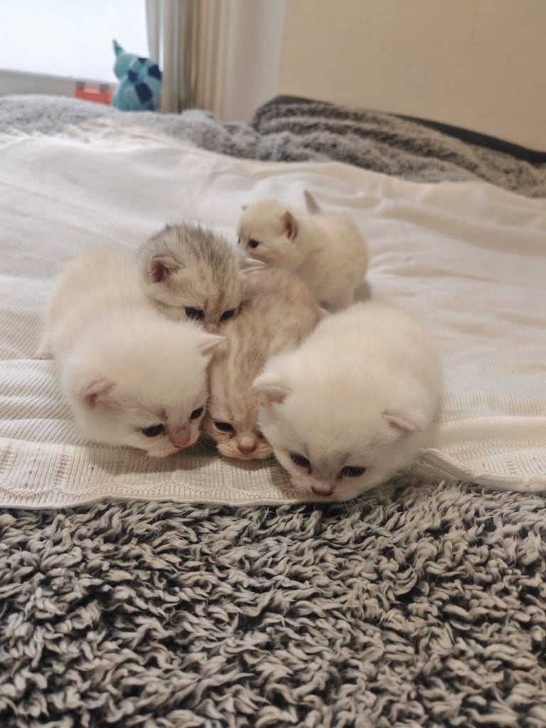 British Shorthair cute kittens 
