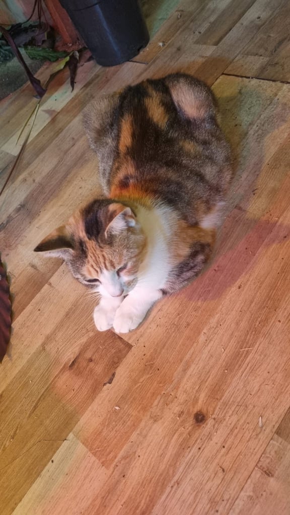 Kittens for sale