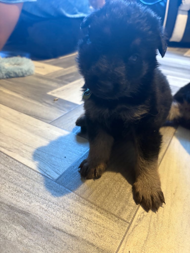 German shepherd pups 