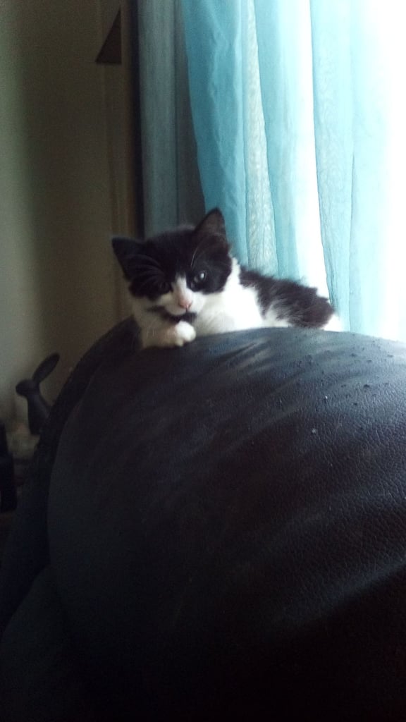 1 healthy happy kitten