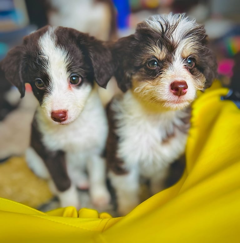 image for Cavapoo cross pomsky