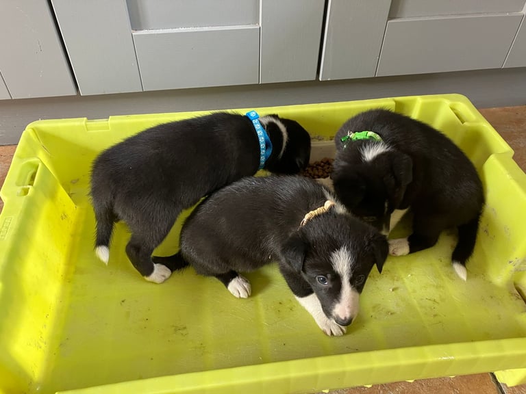 Border Collie Pups