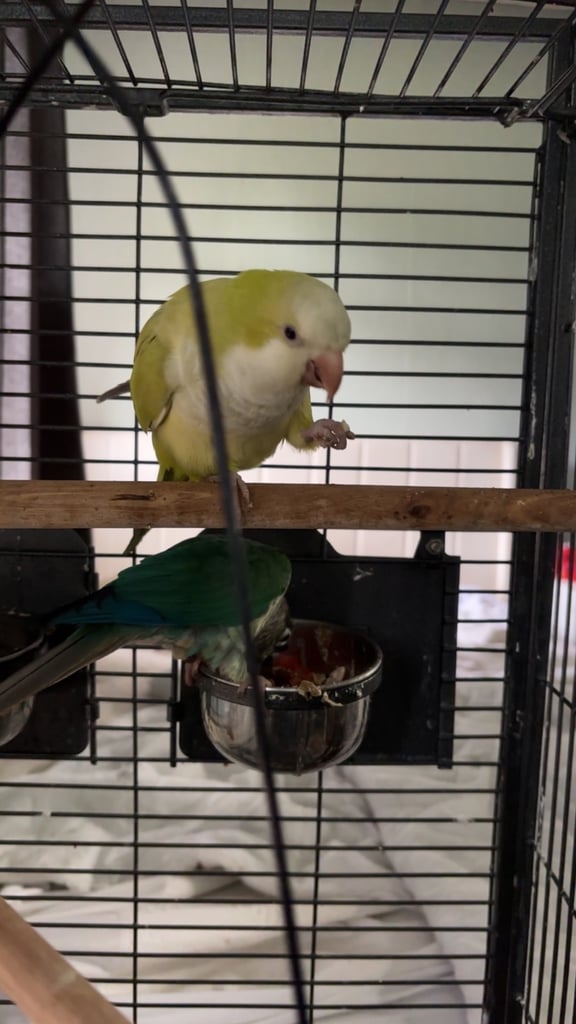 image for bonded birds 