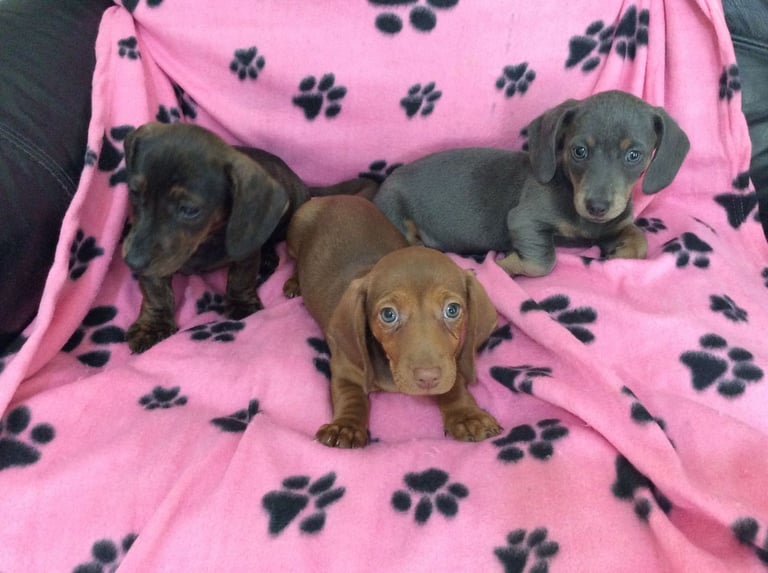 miniature dachshund 