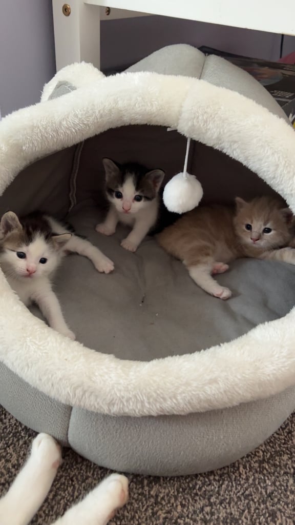 3 kittens 