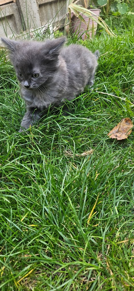 Grey and black kittens for sale