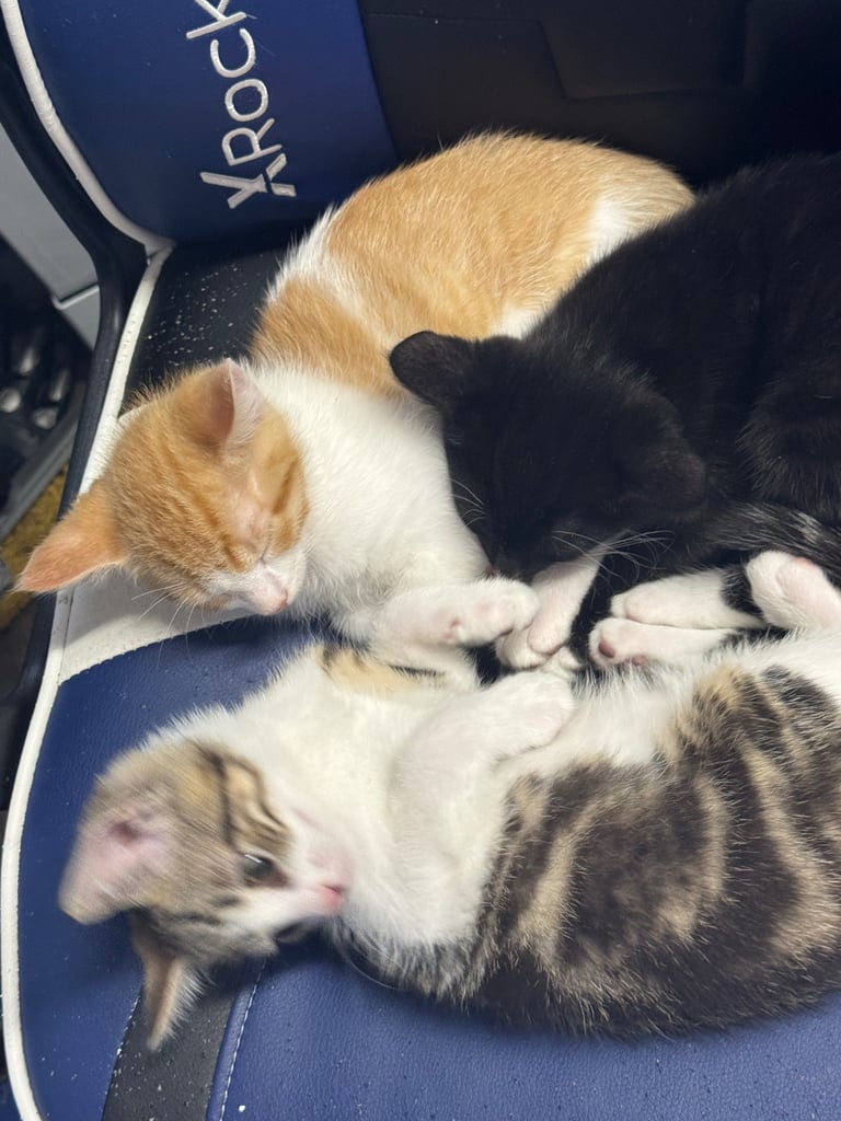 3 beautiful kittens looking for their forever homes
