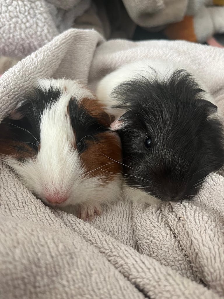 Two baby female guinea pigs 