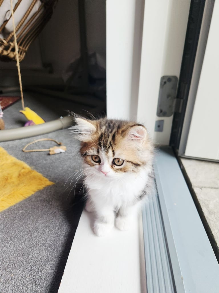 Pure persian doll face chinchilla kitten 