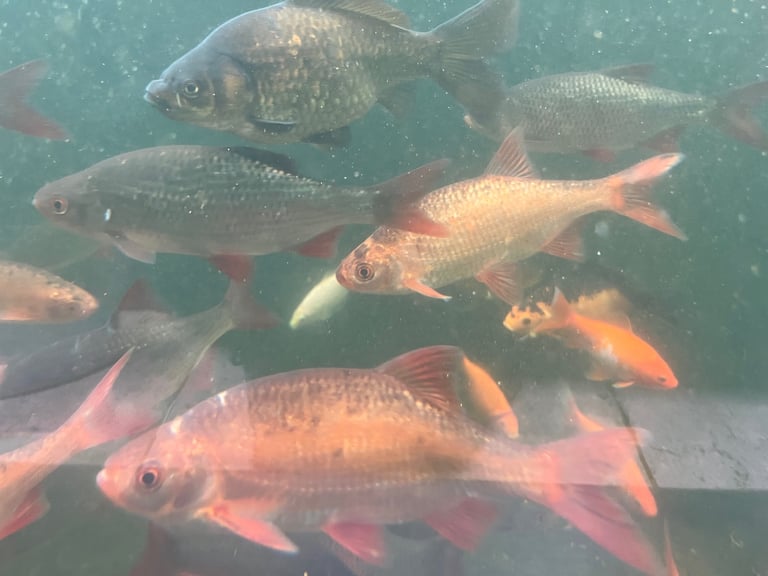 Goldfish & Rudd Job Lot £100, 100 Approx