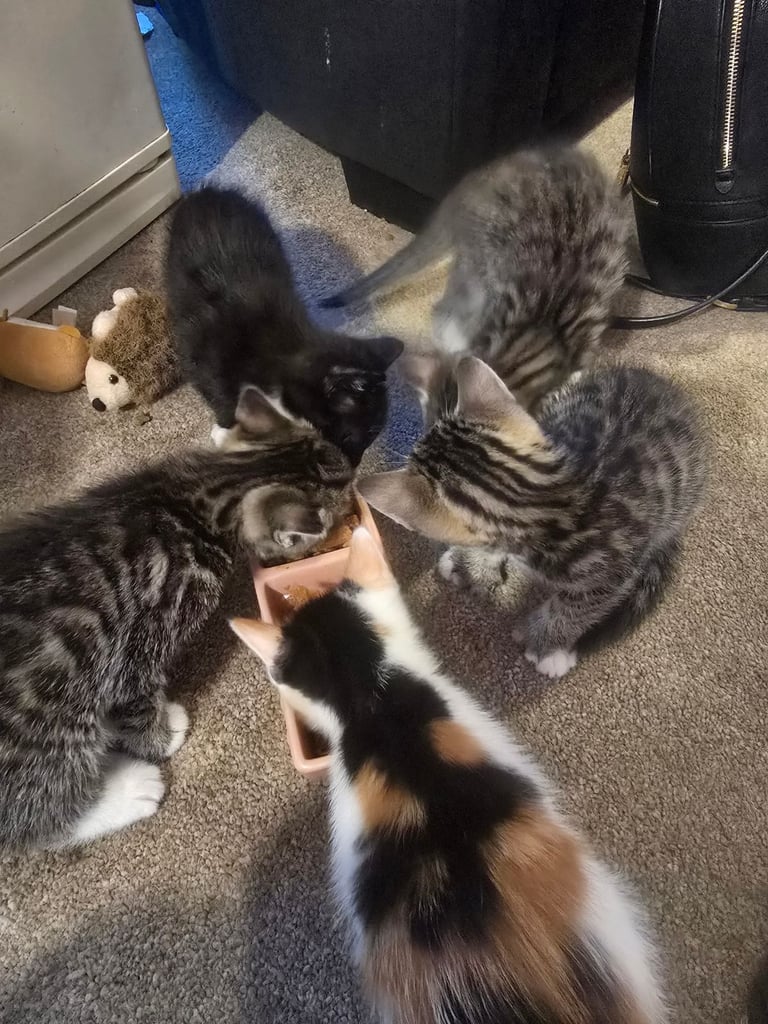 Kittens 