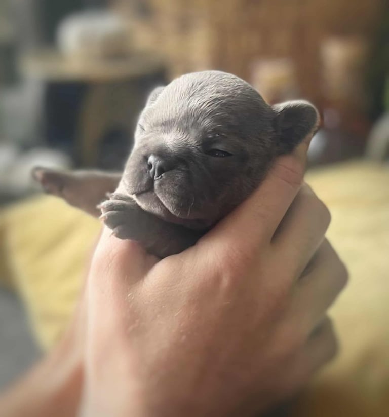 Generational Health tested French Bulldog Puppies (Only one boy and One Girl Left)