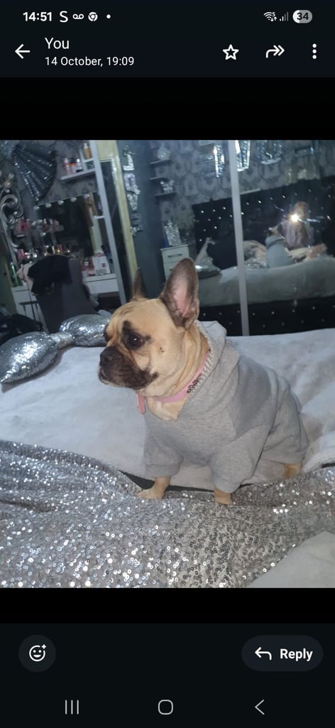 French bulldog girl 