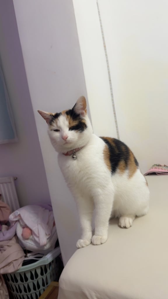 Beautiful calico cat