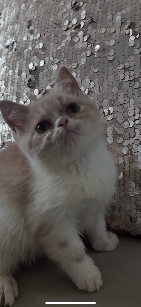 Persian Kittens For Sale