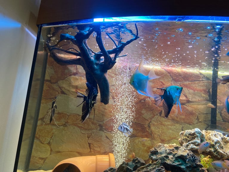 Tanks and fish for sale.