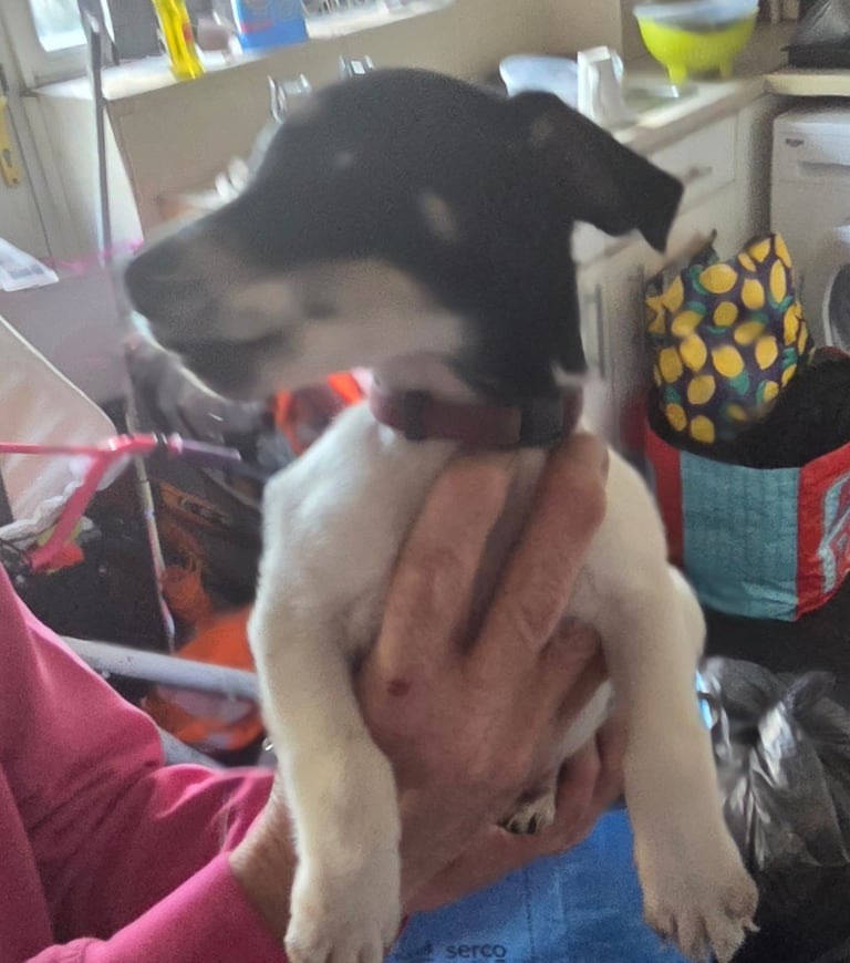 Traditional Jack russells puppies for sale