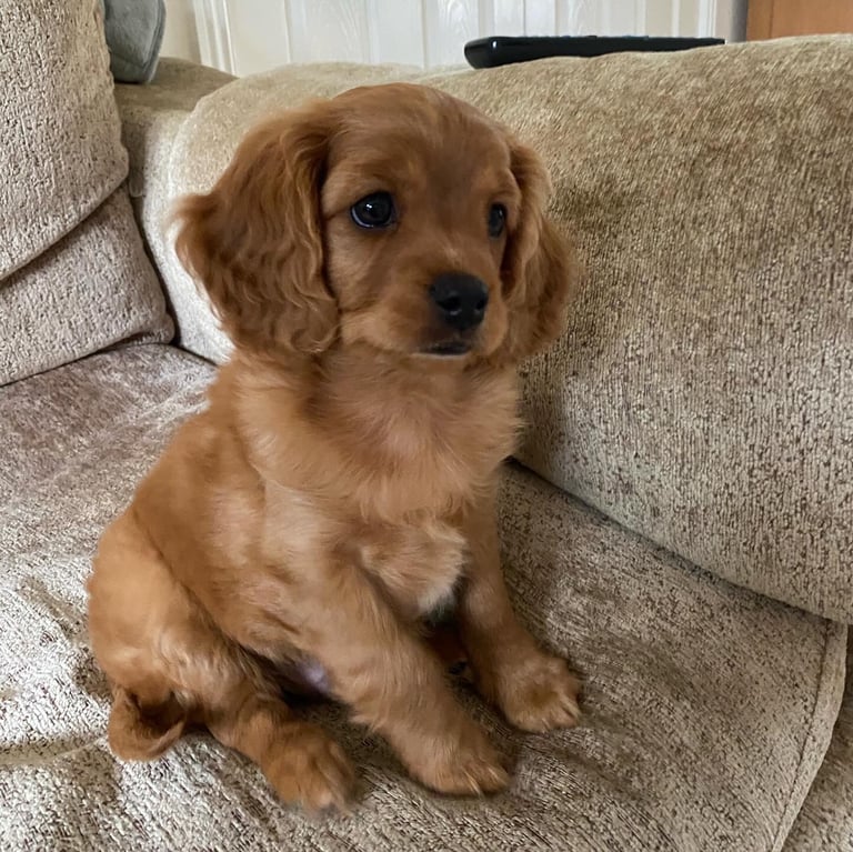 Beautiful Rare reverse Cavapoo boy 💙