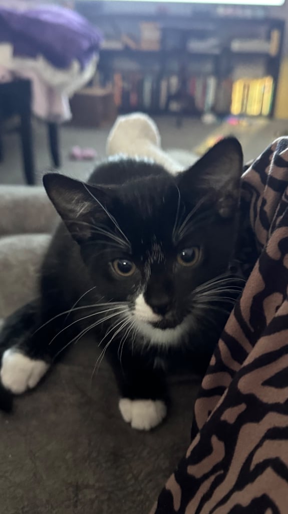 Lil Silky tuxedo kitten 