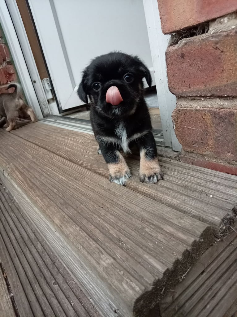 Pug x Shih Tzu Puppies Pug Zu shih pugs 