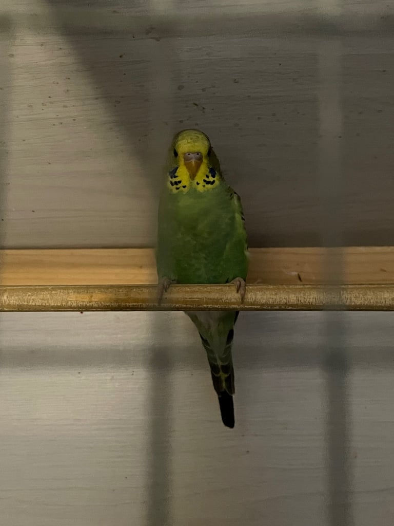 Young budgies 2025 