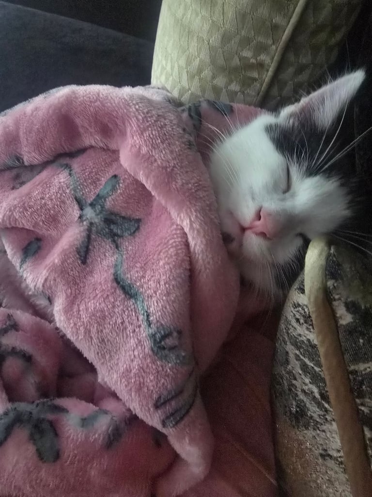 Kitten