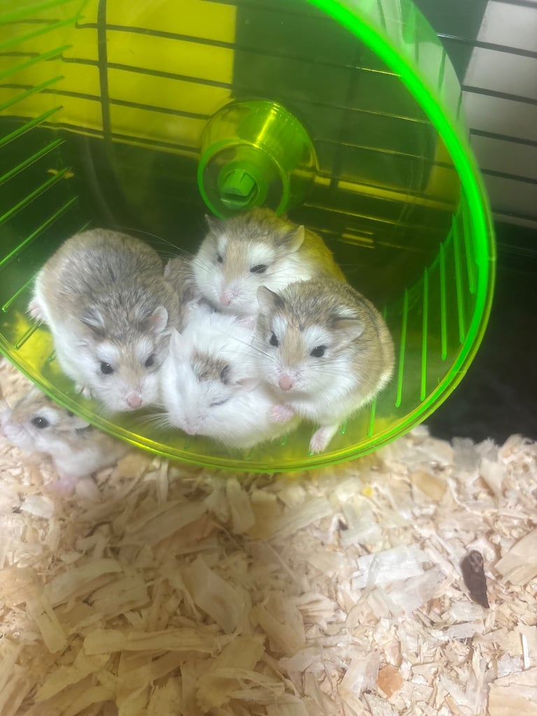 Baby dwarf hamsters 