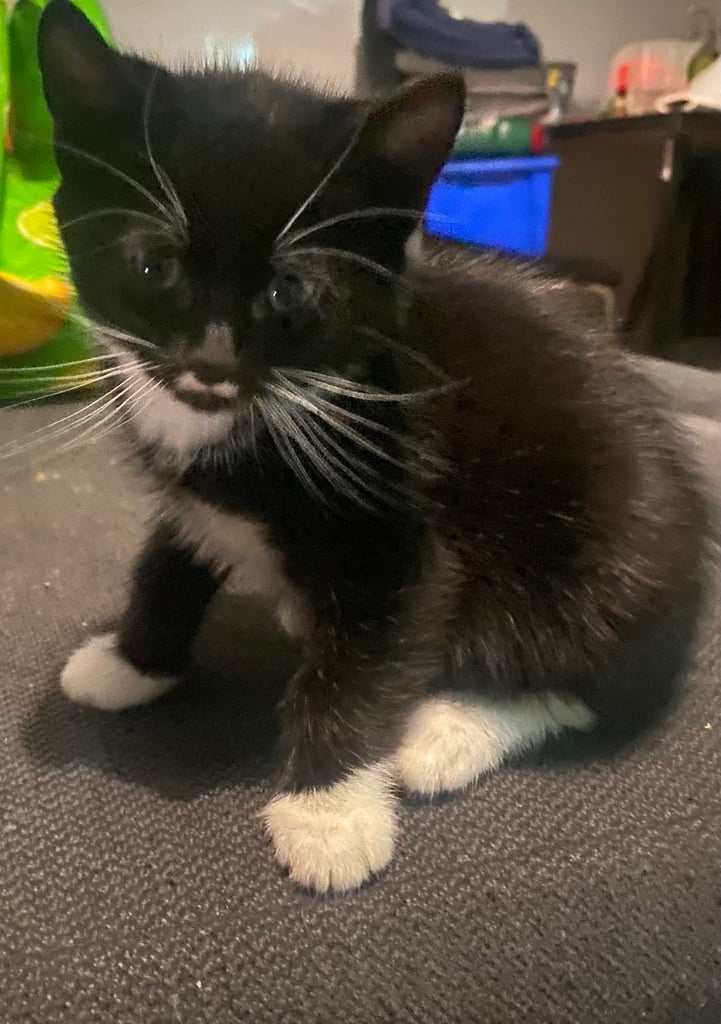  kittens ready now 