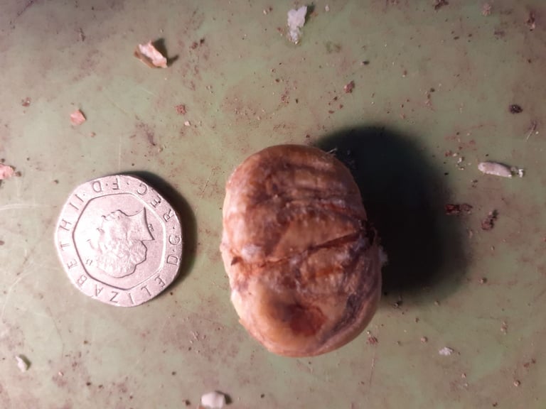 snack size English Sweet Chestnuts x 80 - open with a garlic press