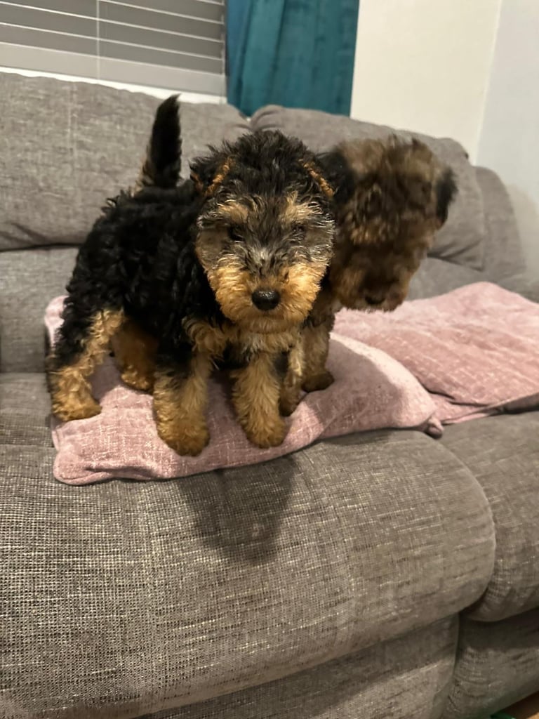 image for Beautiful Black and Tab Lakeland Pups 