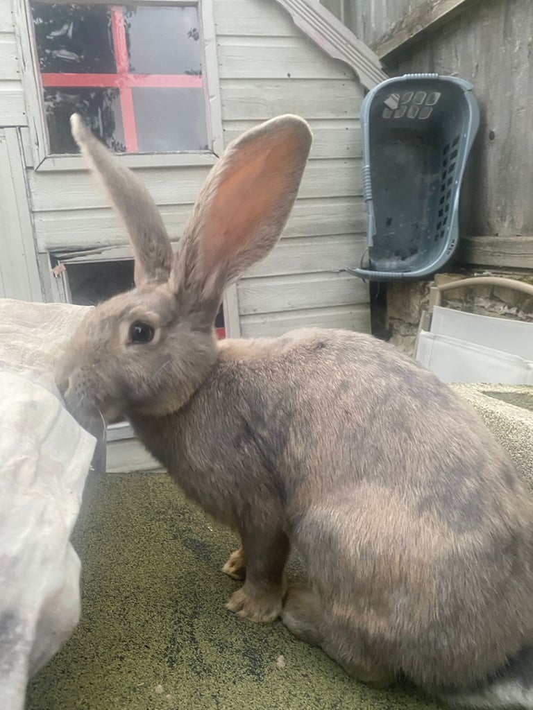 Baby continental giant rabbits