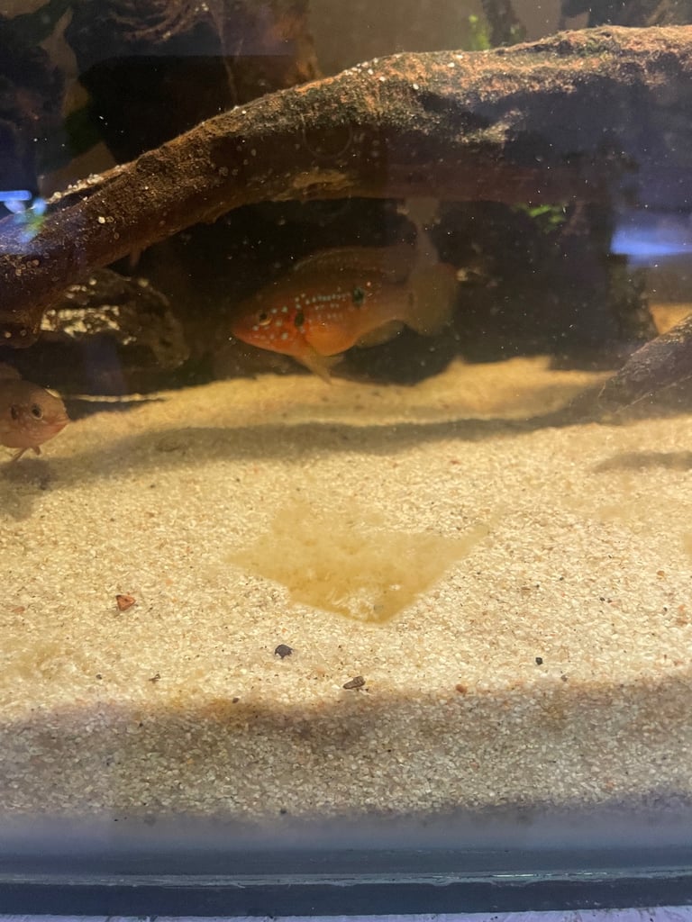 Cichlids for sale 