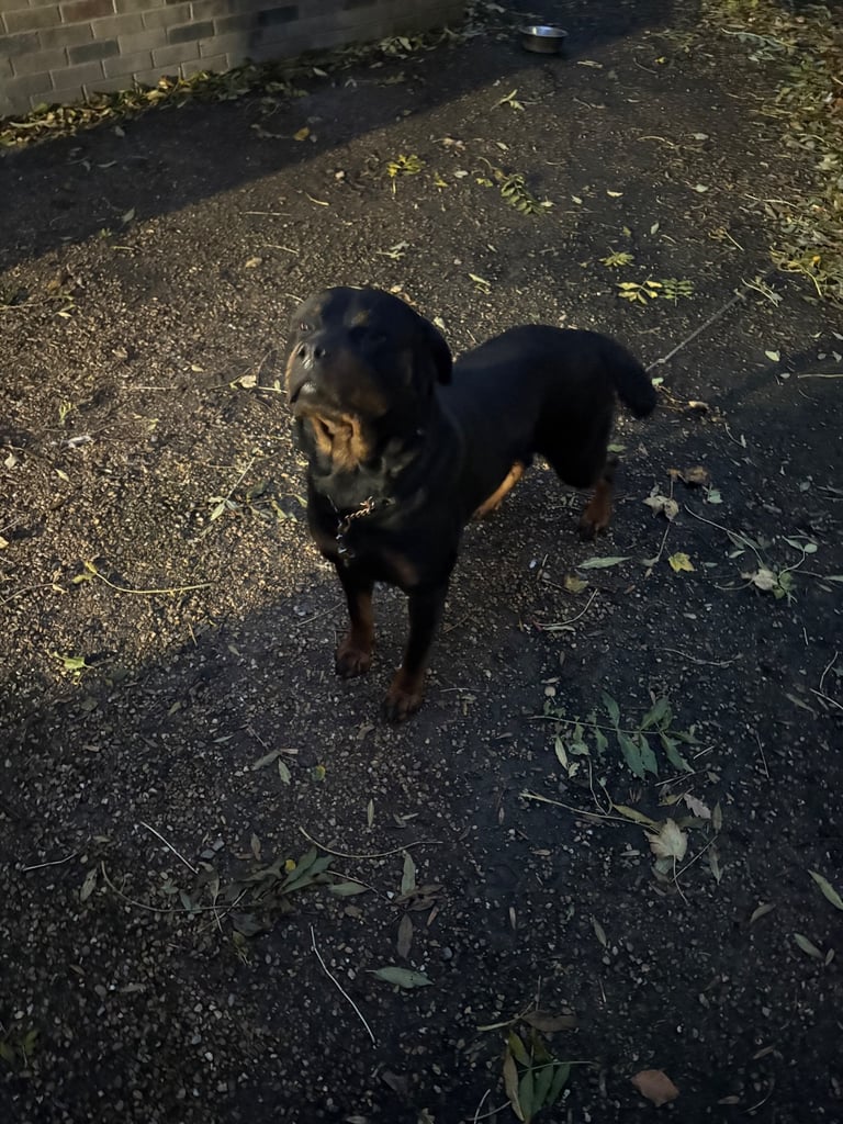 Rottweiler girl 2 year old