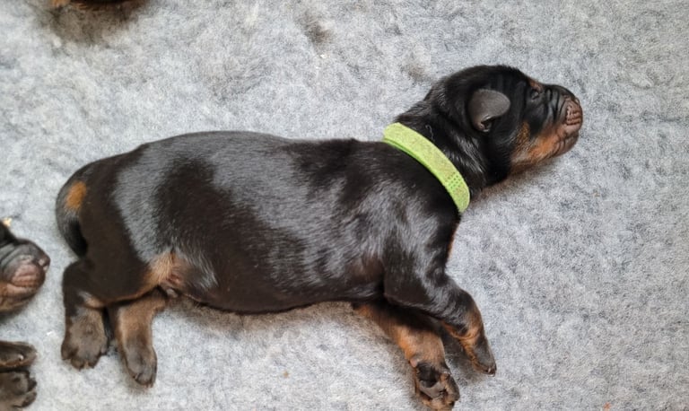 *all gone* Stunning KC reg Dobermann puppies 