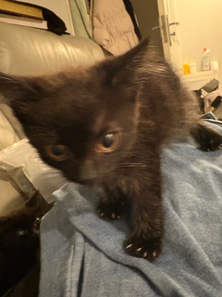 Black kitten Male