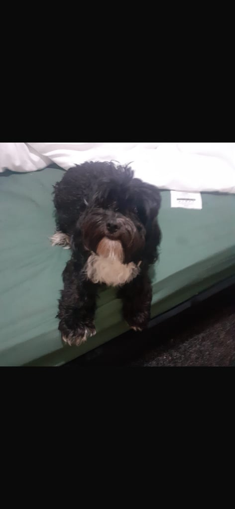 Cockapoo black and white